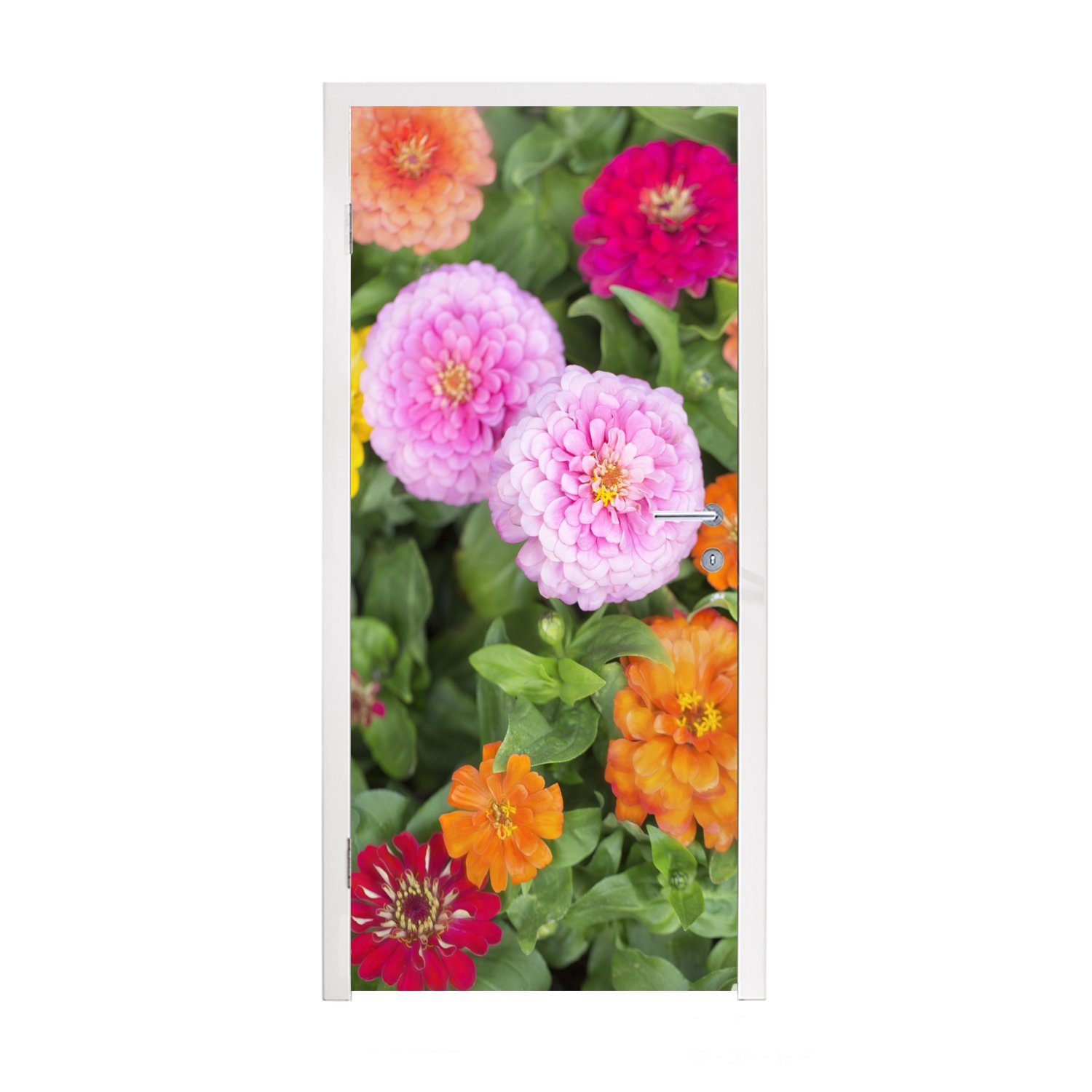 cm bedruckt, Türtapete Zinnienblüten, 75x205 für Fototapete Matt, Bunte Tür, (1 Türaufkleber, MuchoWow St),