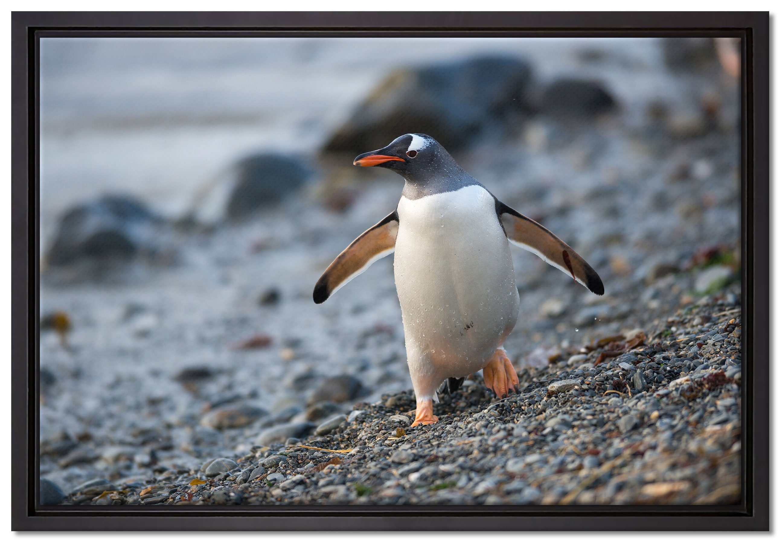 bespannt, Pixxprint Schattenfugen-Bilderrahmen Leinwandbild Pinguine, in inkl. Wanddekoration (1 fertig gefasst, St), Zackenaufhänger Leinwandbild einem