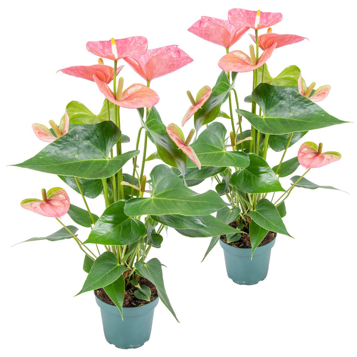 Bloomique Zimmerpflanze Bloomique - 2er Set - Anthurium Andreanum - Rosa - Flamingoblume - Blü, 2 St.