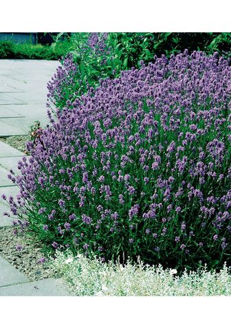 BCM Beetpflanze »Lavendel«