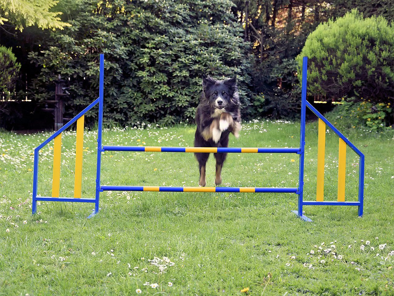 VABIONO Agility-Hürde für Hunde Profi-Training, FCI-konform, in attraktivem Design, verbessert die körperliche Fitness kostenloser Versand