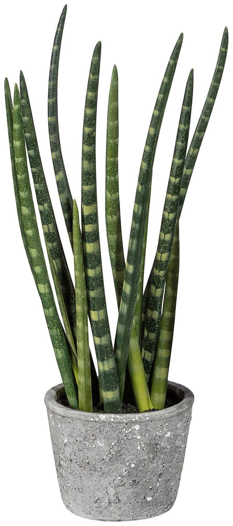 Kunstpflanze Sanseveria, Creativ green, Höhe 45 günstig online kaufen