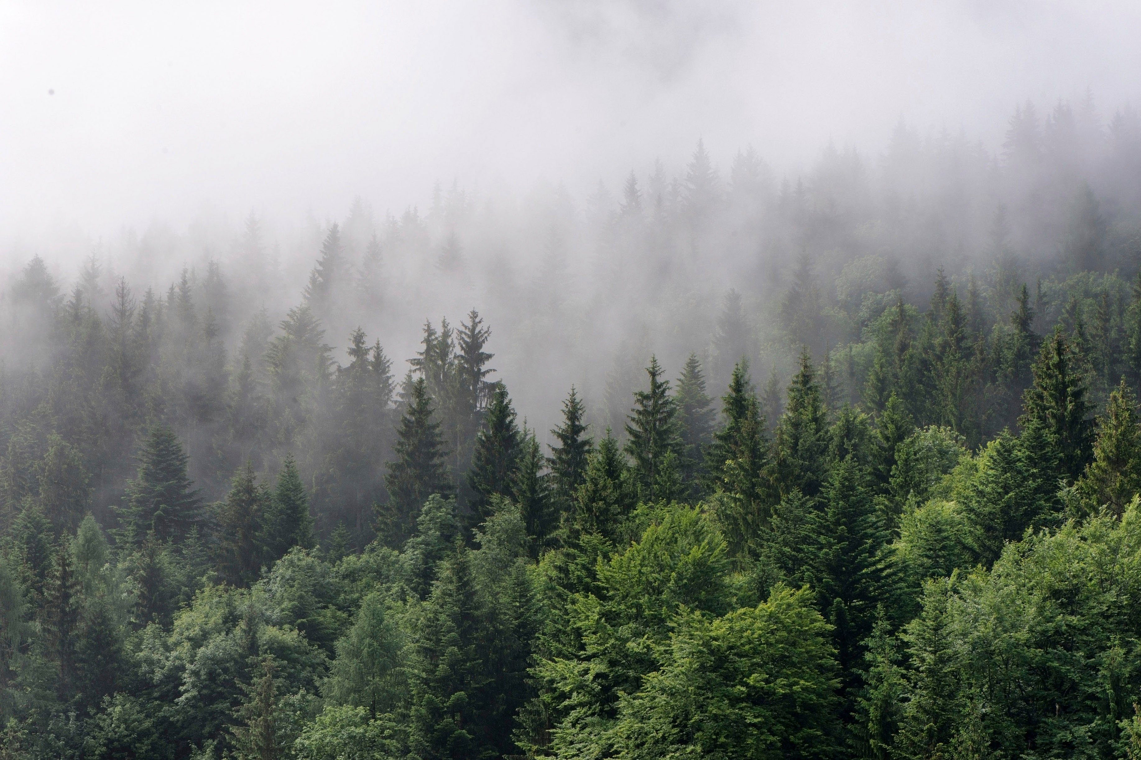 Keilrahmen Wald Wald Bäume Fir Création St), Trees, Foggy A.S. Leinwandbild (1 Nebel