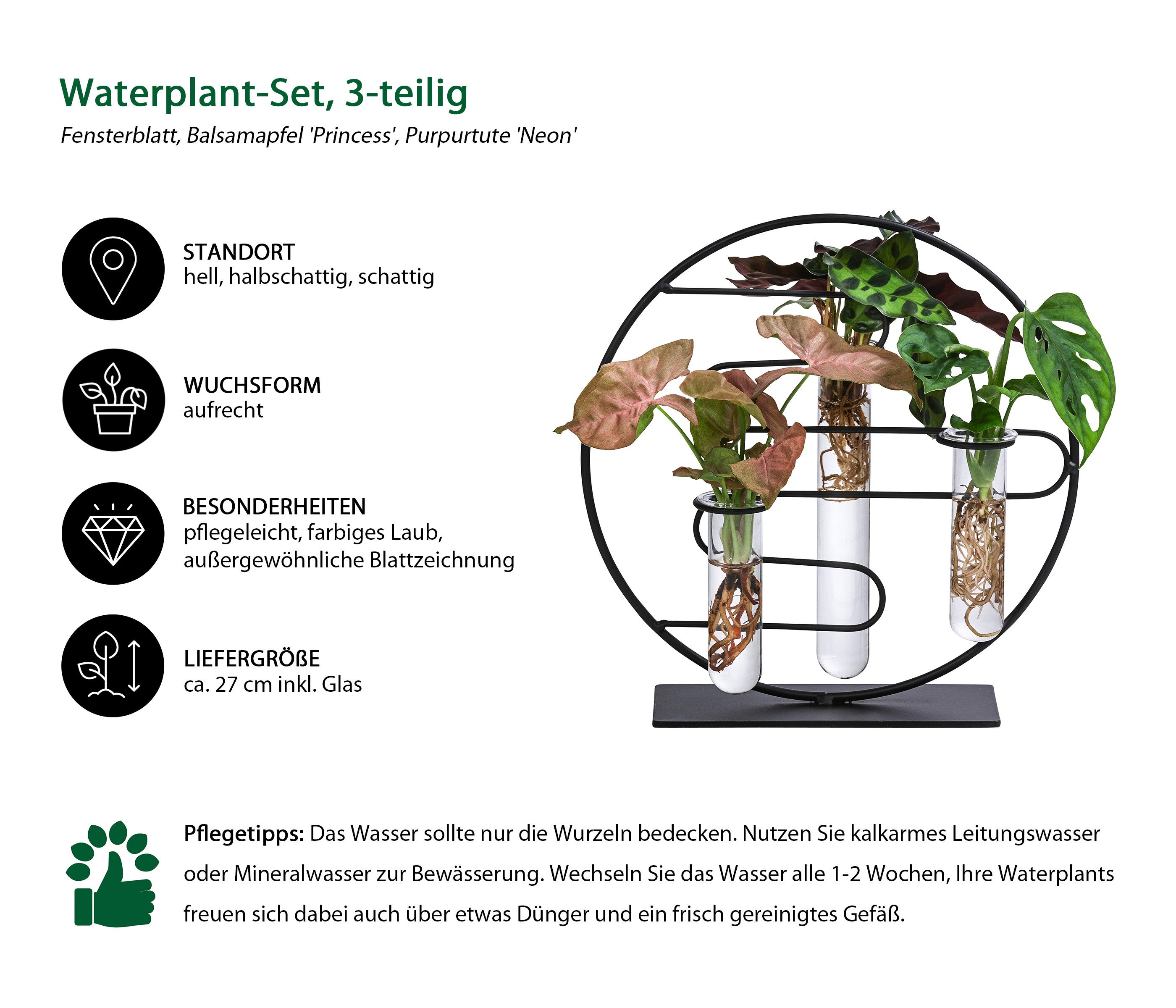Dehner Zimmerpflanze Waterplant - Set Dubai, je 1x - Monstera, Balsamapfel, günstig online kaufen