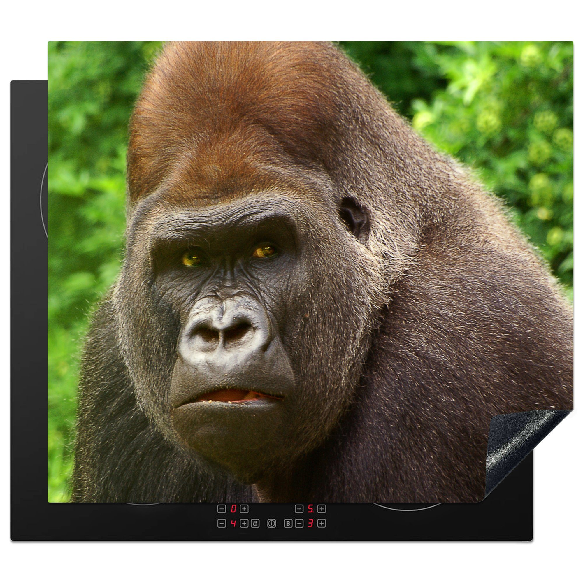 MuchoWow Herdblende-/Abdeckplatte Nahaufnahme des Gesichts eines männlichen Gorillas, Vinyl, (1 tlg), 59x52 cm, Ceranfeldabdeckung für die küche, Induktionsmatte