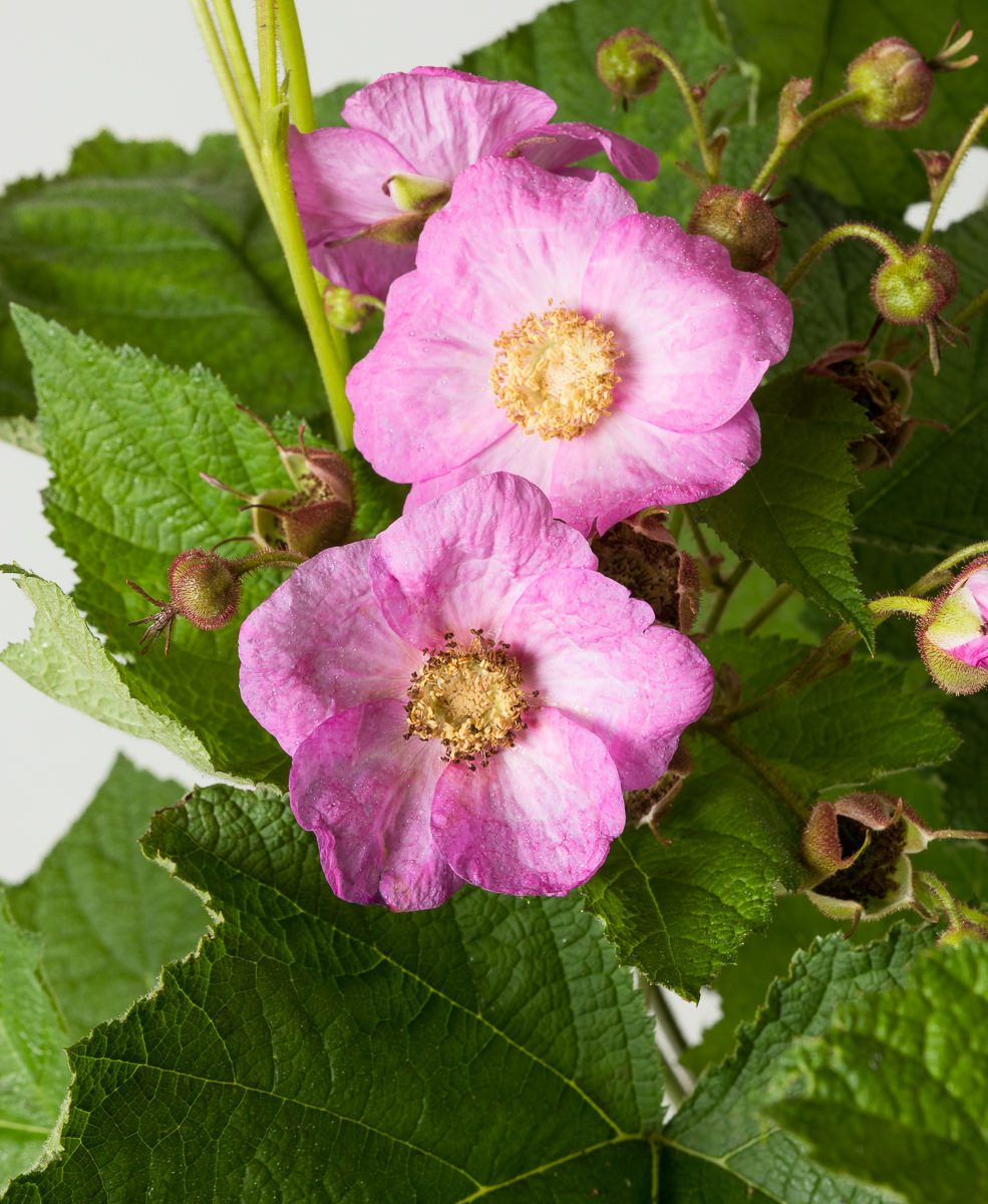 Garten von Ehren Obstpflanze Rubus odoratus, Containerware, 40-60 cm