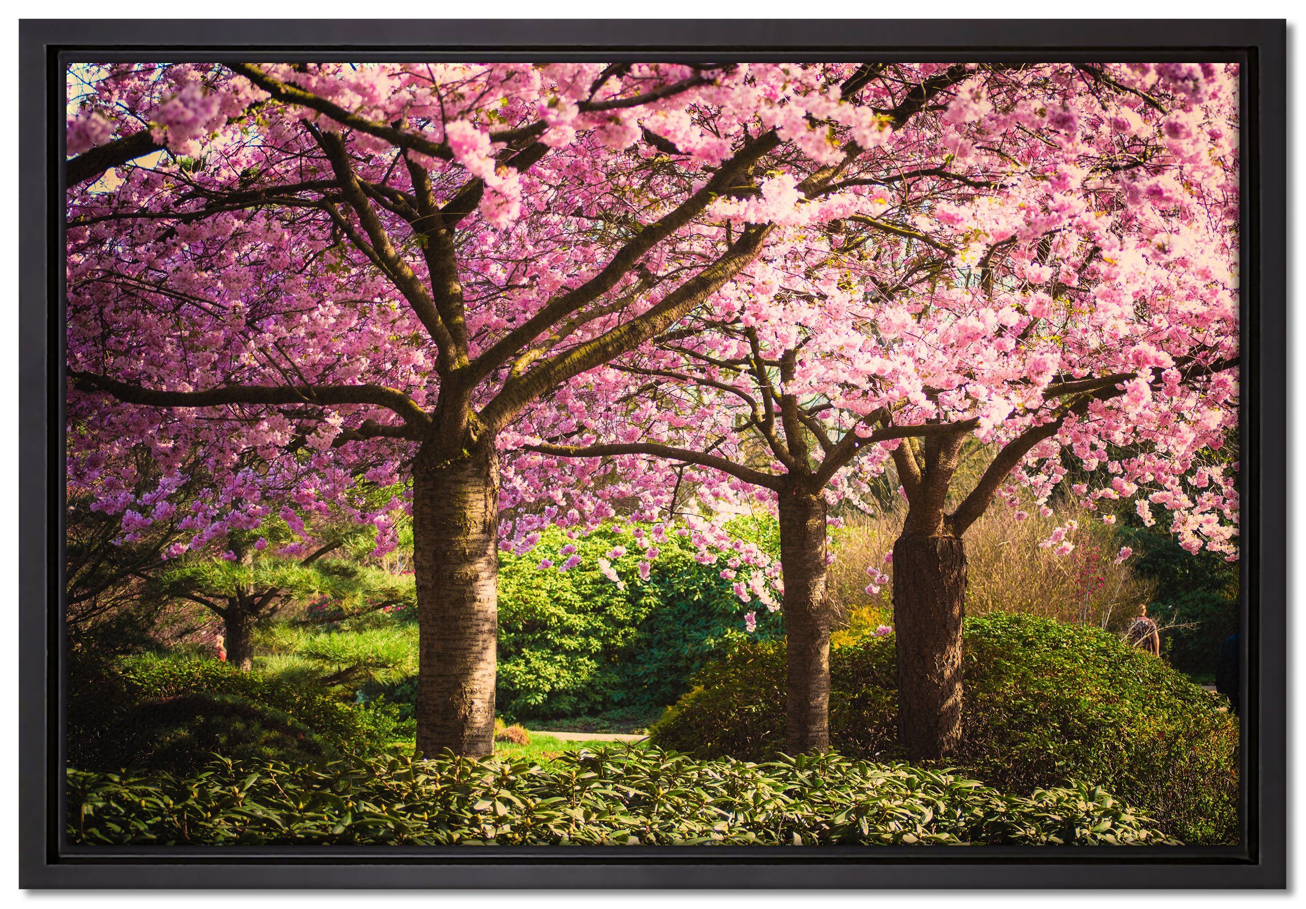 Pixxprint Leinwandbild Rosa blühende Kirschbäume, inkl. gefasst, Schattenfugen-Bilderrahmen einem (1 St), bespannt, Zackenaufhänger in Wanddekoration fertig Leinwandbild