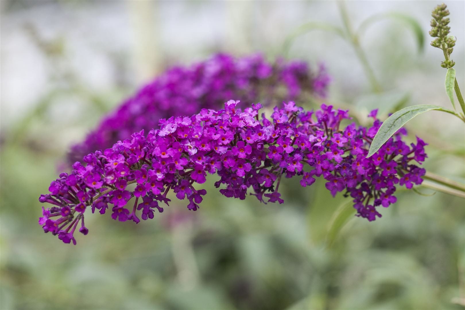 Pflanzen für Dich Gehölze Buddleja davidii Royal Red, 1 St., Schmetterlingsflieder, Sommerflieder