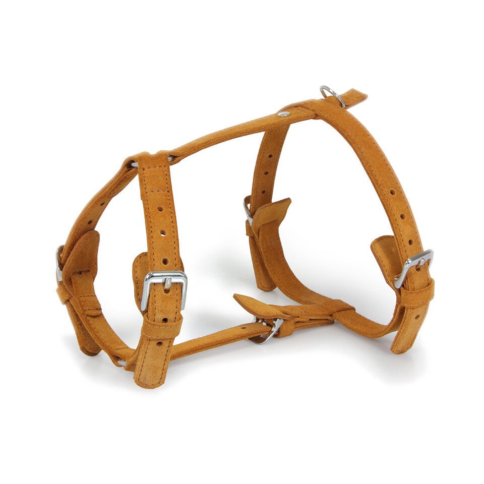 Das Lederband Hunde-Geschirr Geschirr Toronto cognac/cognac