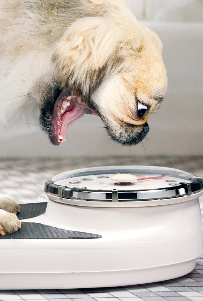 bsb-obpacher Grußkarten, Grußkarten Mops auf Waage, mit Umschlag