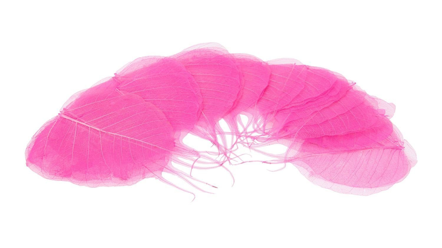verpackt Trockenblume NaDeco Stück, mit in Pink, Skelettblätter 200