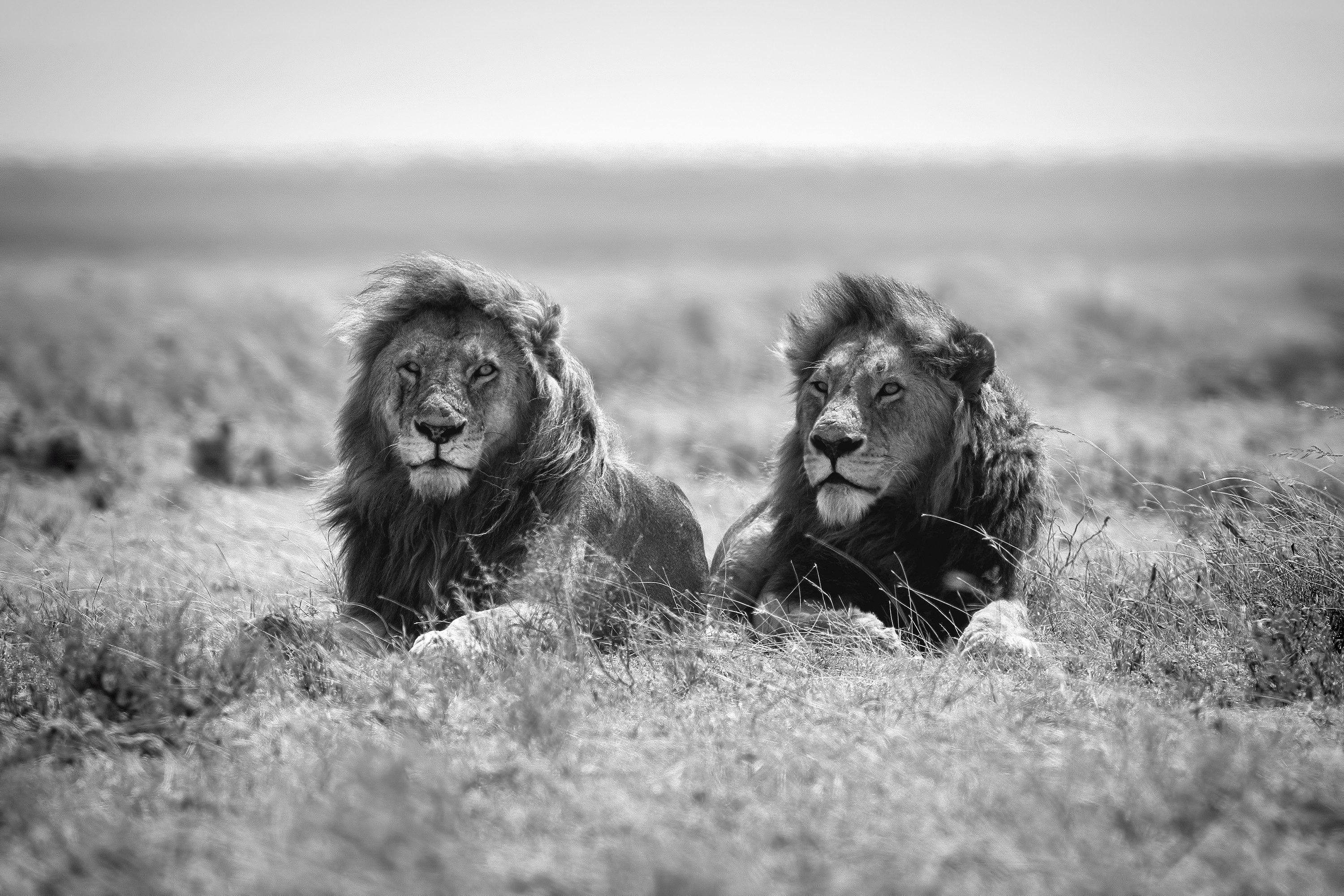 Fototapete VLIES-Tapete Premium Tiere Lion Löwe Afrika Sahara Schwarz Weiß