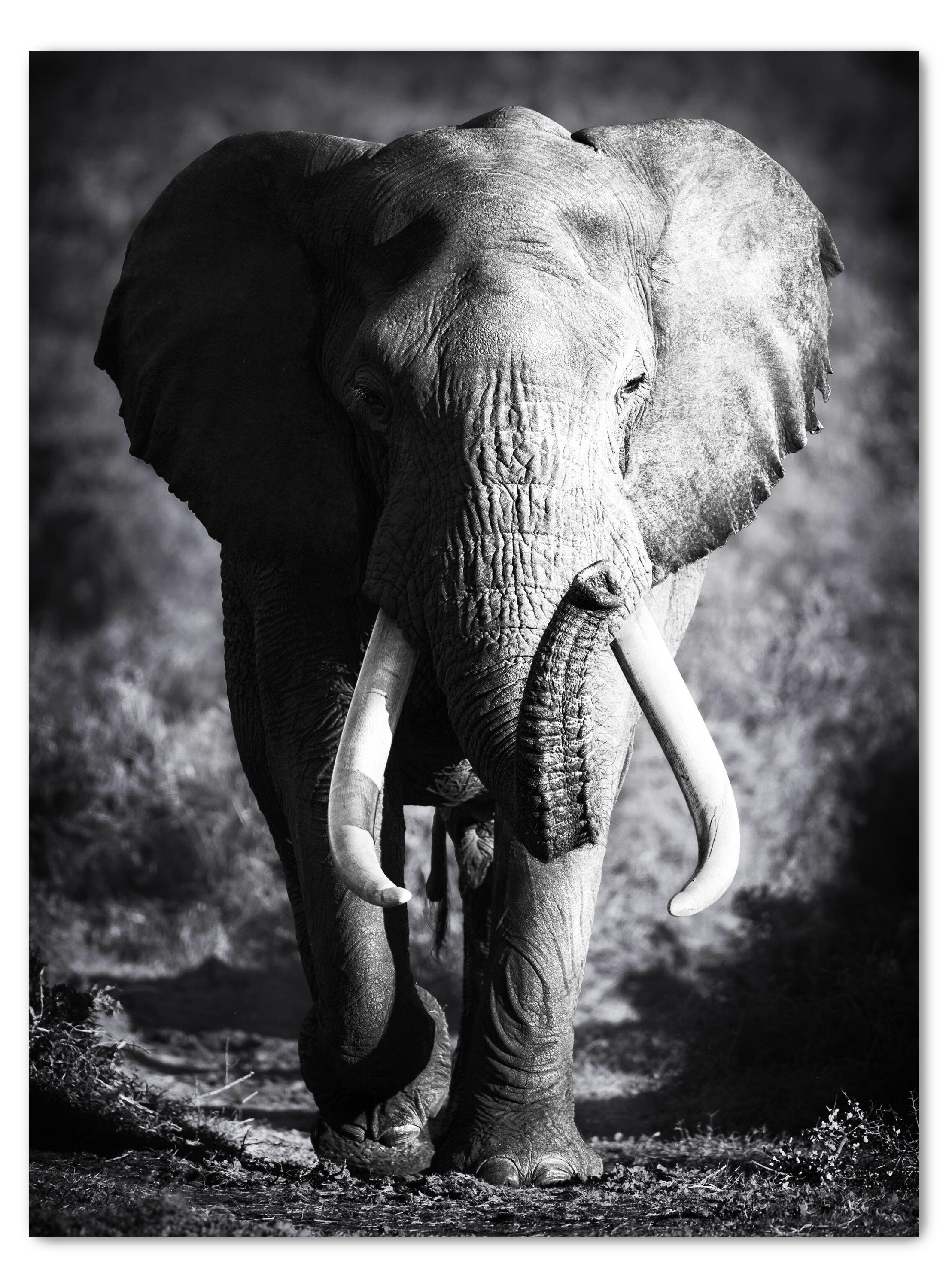wandmotiv24 Leinwandbild Tiere, Elefant, Wanddeko, Tiere Wandbild, in Größen Leinwandbilder versch. St), (1