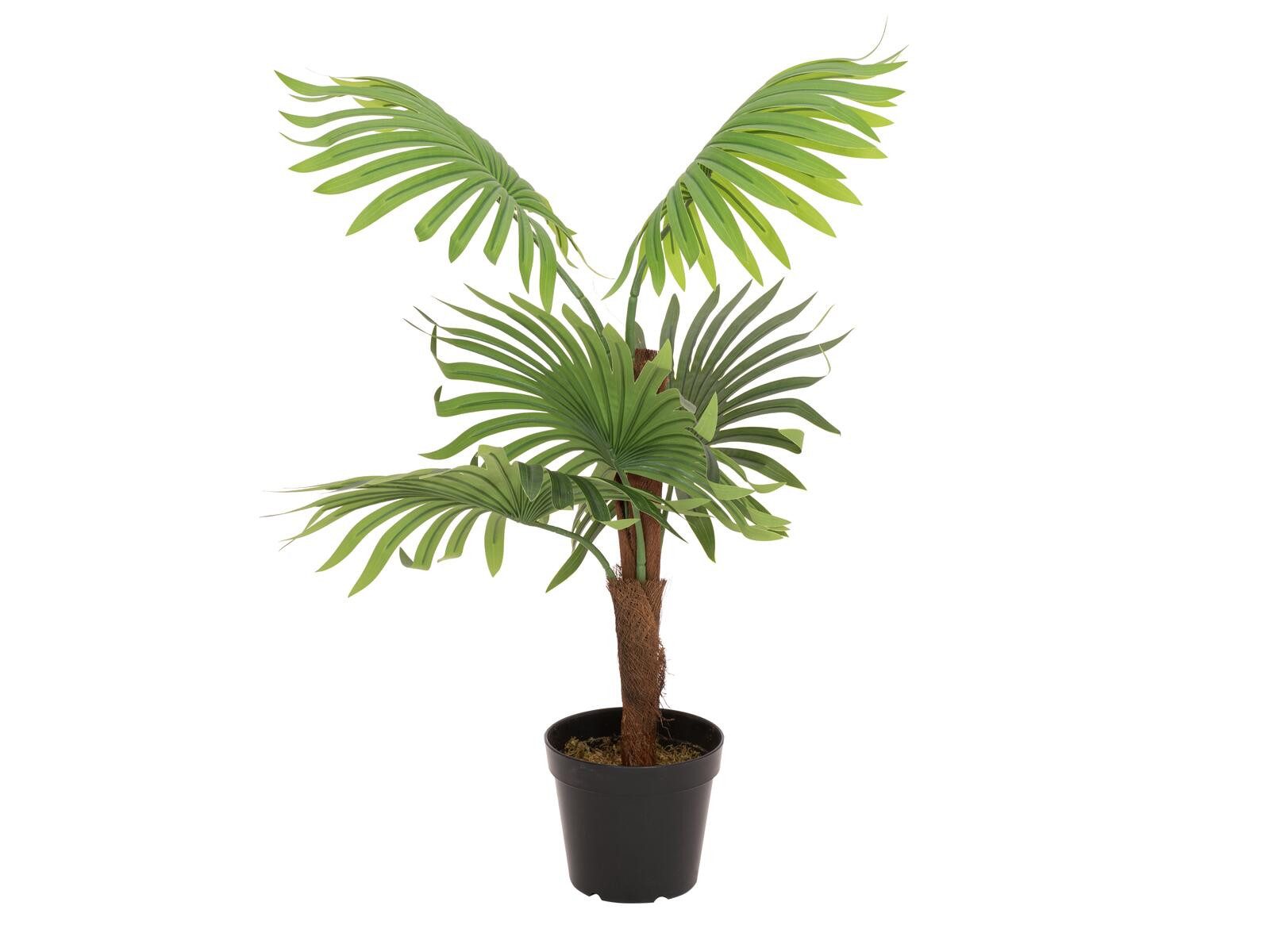 Kunstpflanze EUROPALMS Fächerpalme, Kunstpflanze, 88cm