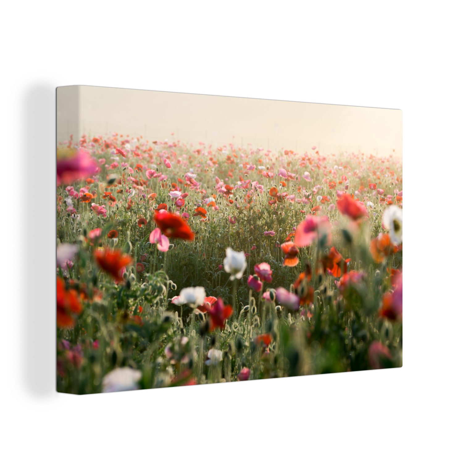 OneMillionCanvasses® Leinwandbild Mohnblumen - Morgen - Gras, (1 St), Wandbild Leinwandbilder, Aufhängefertig, Wanddeko, 30x20 cm