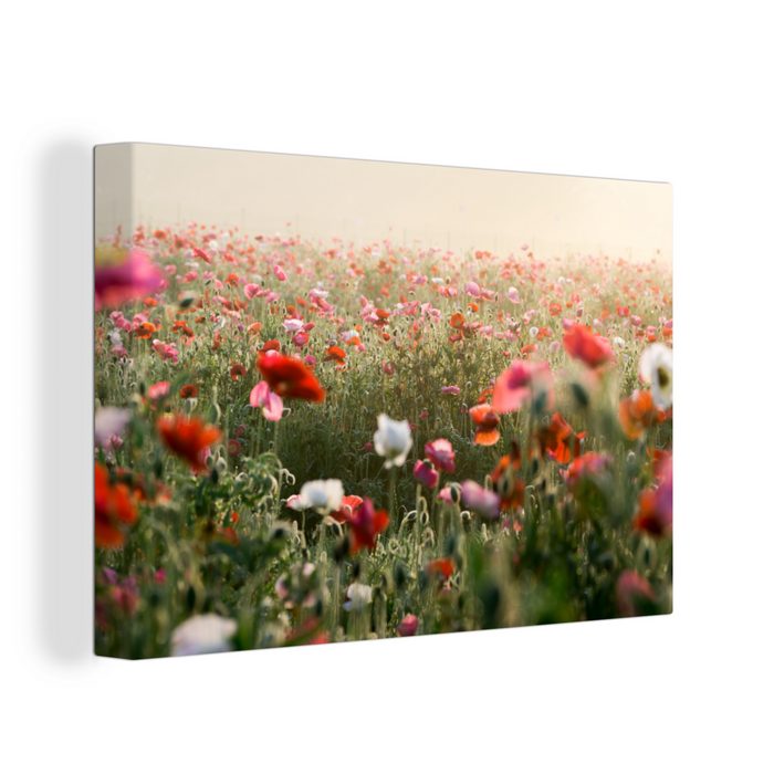 OneMillionCanvasses® Leinwandbild Mohnblumen - Morgen - Gras (1 St) Wandbild Leinwandbilder Aufhängefertig Wanddeko