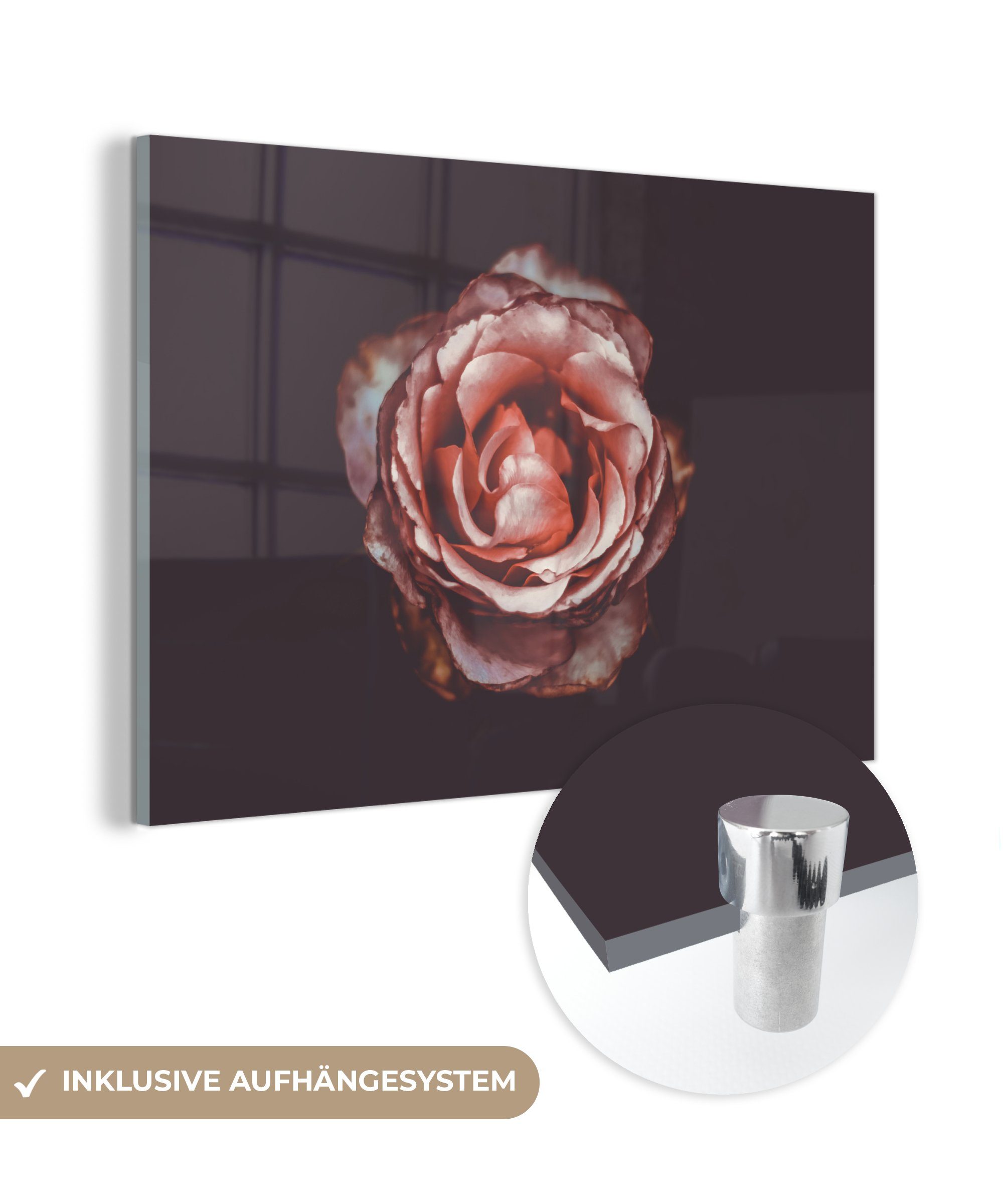 MuchoWow Acrylglasbild Rose - Blumen - Porträt, (1 St), Acrylglasbilder Wohnzimmer & Schlafzimmer