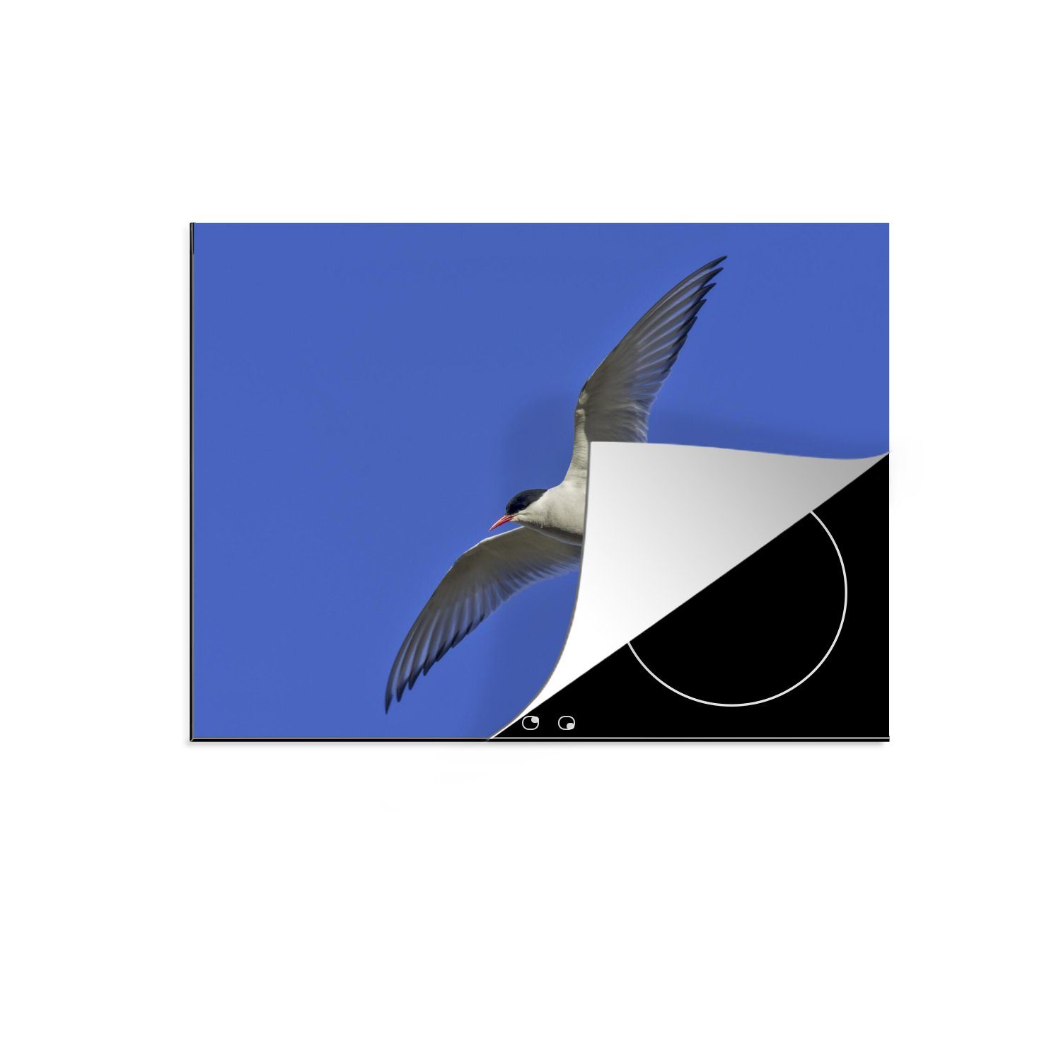 blauem Küstenseeschwalbe in die (1 cm, Vinyl, Schutz Ceranfeldabdeckung Island, Himmel tlg), bei strahlend Herdblende-/Abdeckplatte Induktionskochfeld 71x52 für küche, MuchoWow