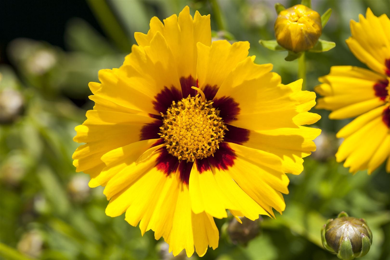 Pflanzen für Dich Staude Coreopsis grand. Sonnenkind, 1 St., Mädchenauge