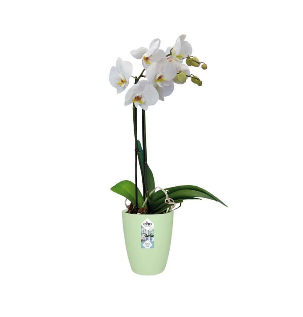 Elho Übertopf ELHO Brussels Orchidee zartes Hoch grün