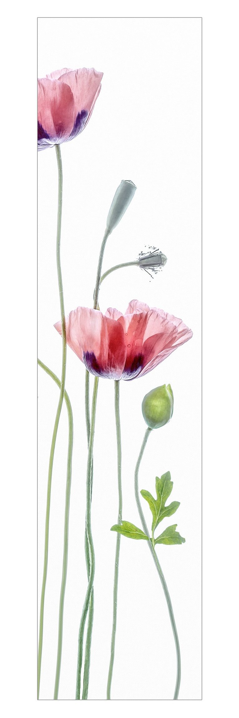 Bilderdepot24 Schiebegardine modern Flächenvorhang blickdicht Klatschmohn Party (1 St), halbtransparent, Wohnzimmer große Flächengardine lichtdurchlässig für Klemm-System