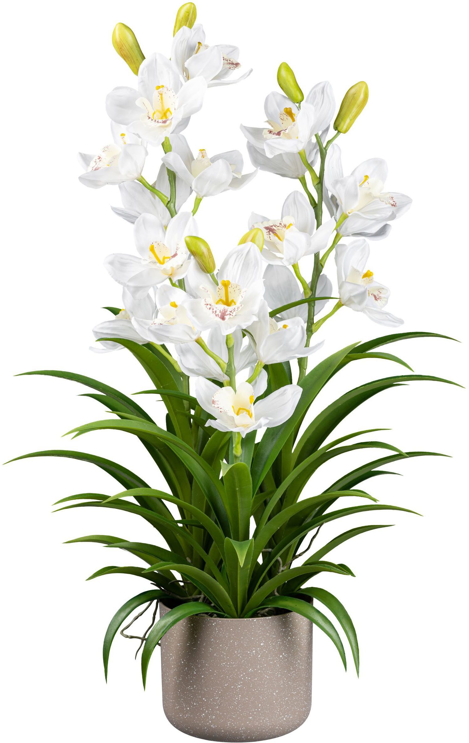 Kunstorchidee Orchidee Cymbidie Orchidee, Creativ green, Höhe 70 cm, mit tr günstig online kaufen