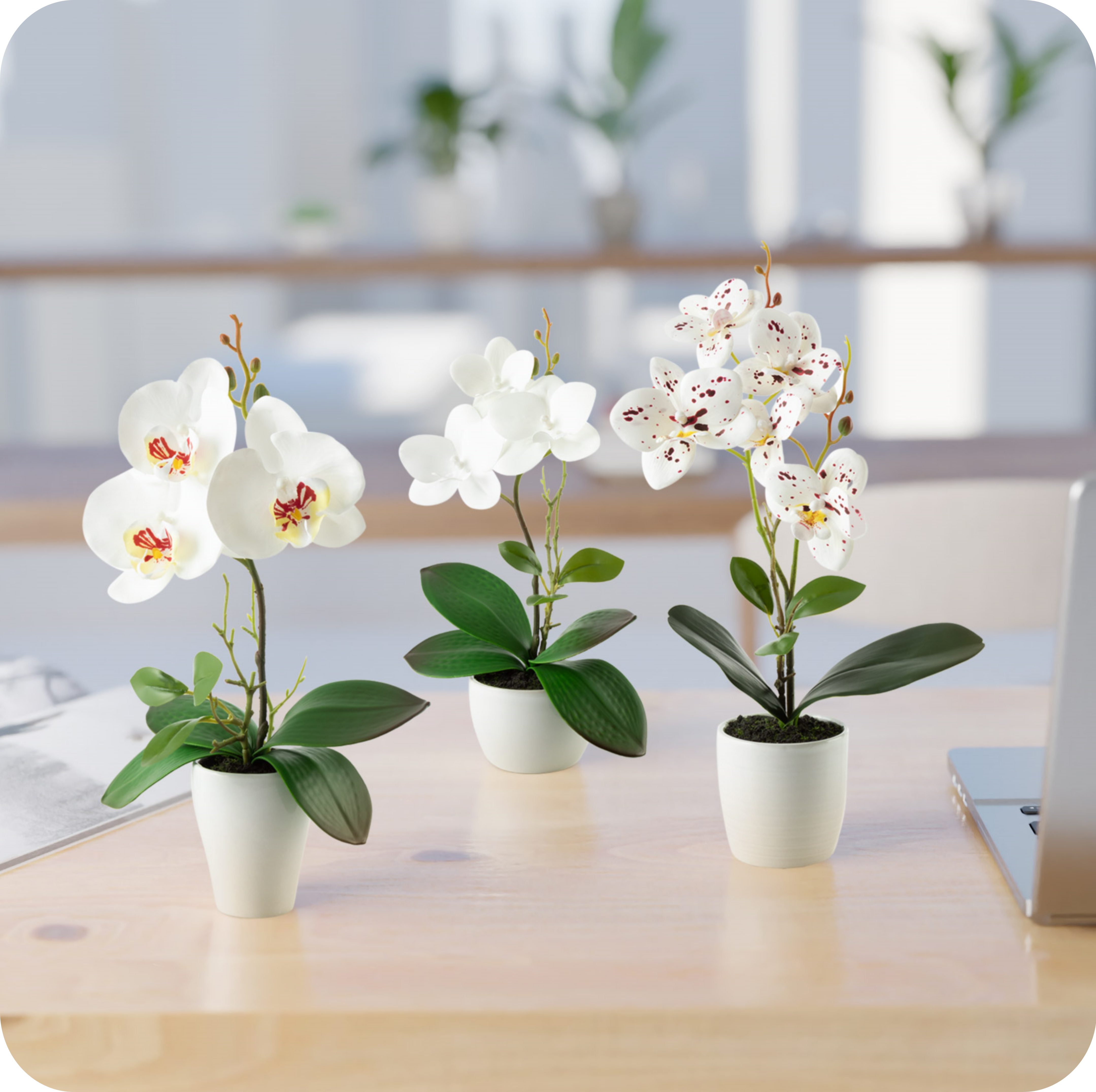 Kunstorchidee 3er Set künstliche Orchideen wie echt (35cm) in Hochglanz-Ker günstig online kaufen