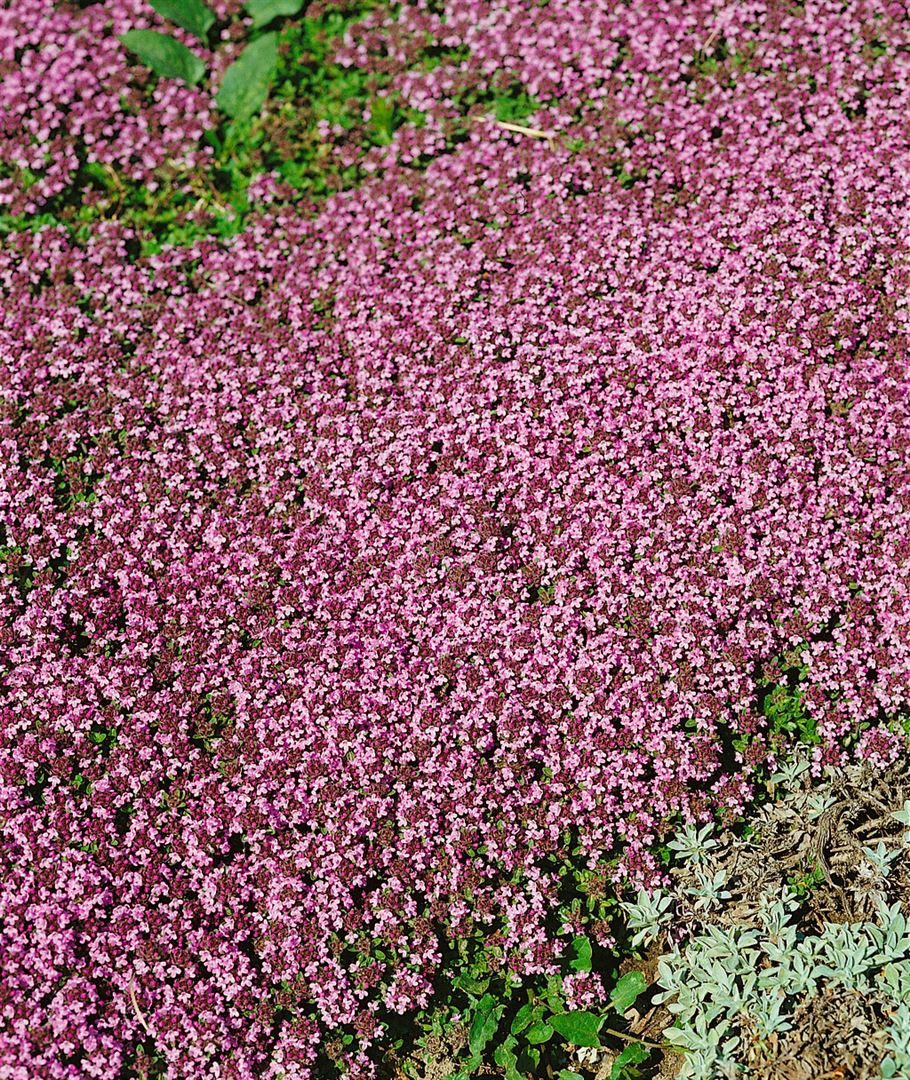 Pflanzen für Dich Почвопокровные растения Thymus serpyllum Pink Chintz, 1 St., Sand-Thymian, Feld-Thymian, Quendel, rosa Blüten, bodendecker