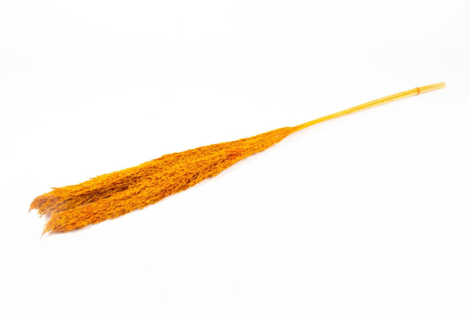 Trockenblume Schilf getrocknet DONJETA, orange, 115-120cm, Ø15cm, INNA-Glas, Höhe 120.0 cm