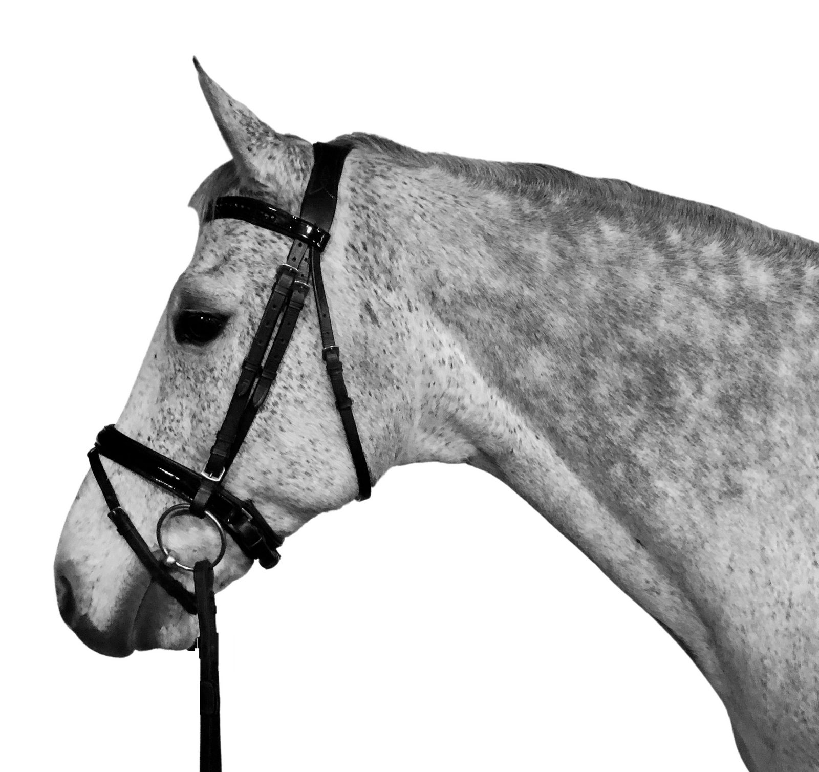 Horse Guard Trensenzaum Horse Guard Trense mit Zügeln Antirutsch Leder schwarz ergonomisch Zau
