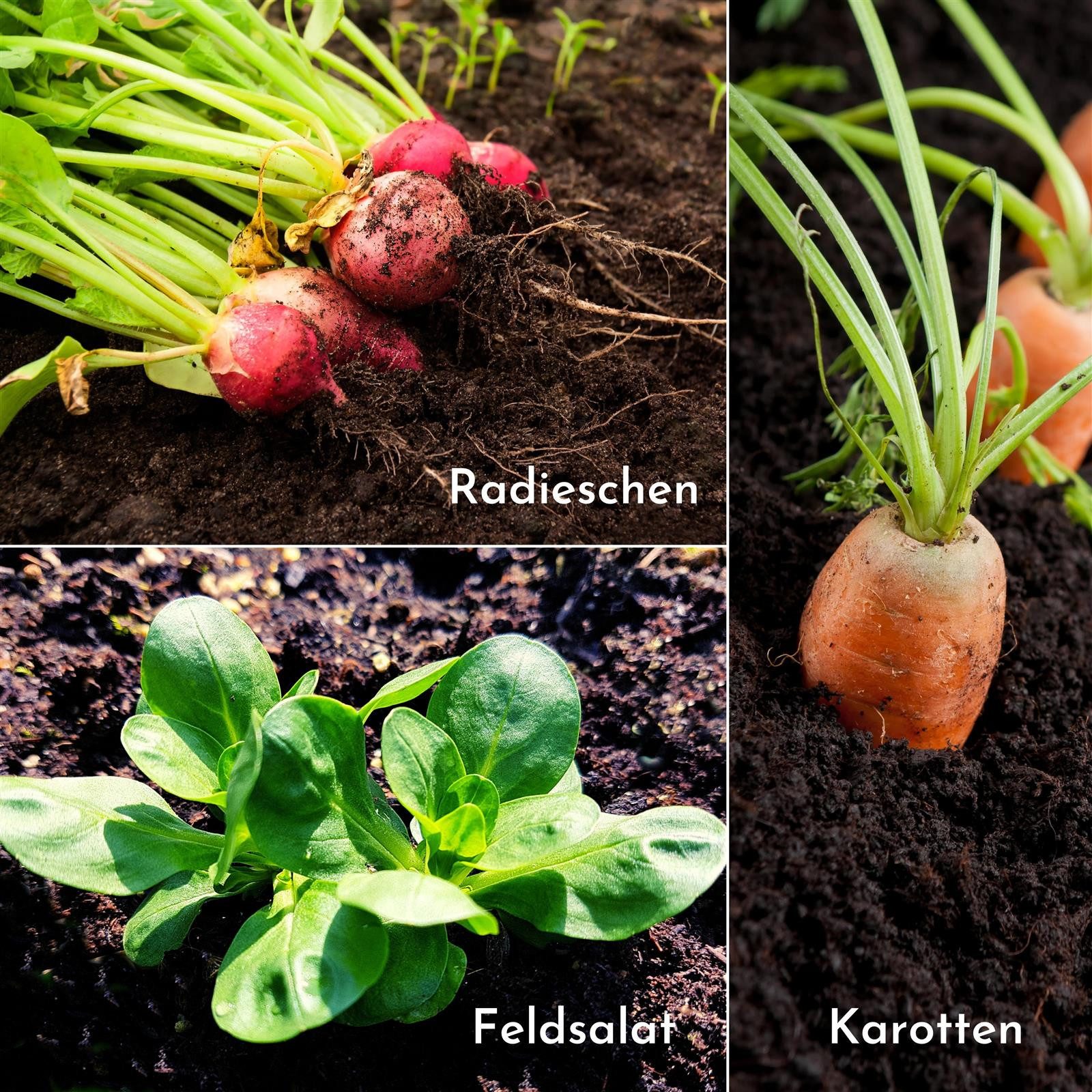 HappySeed Gemüsesamen 5m Saatband 5er Set - Karotten, Radieschen, Rucola, Feldsalat & Salat, Saatgut