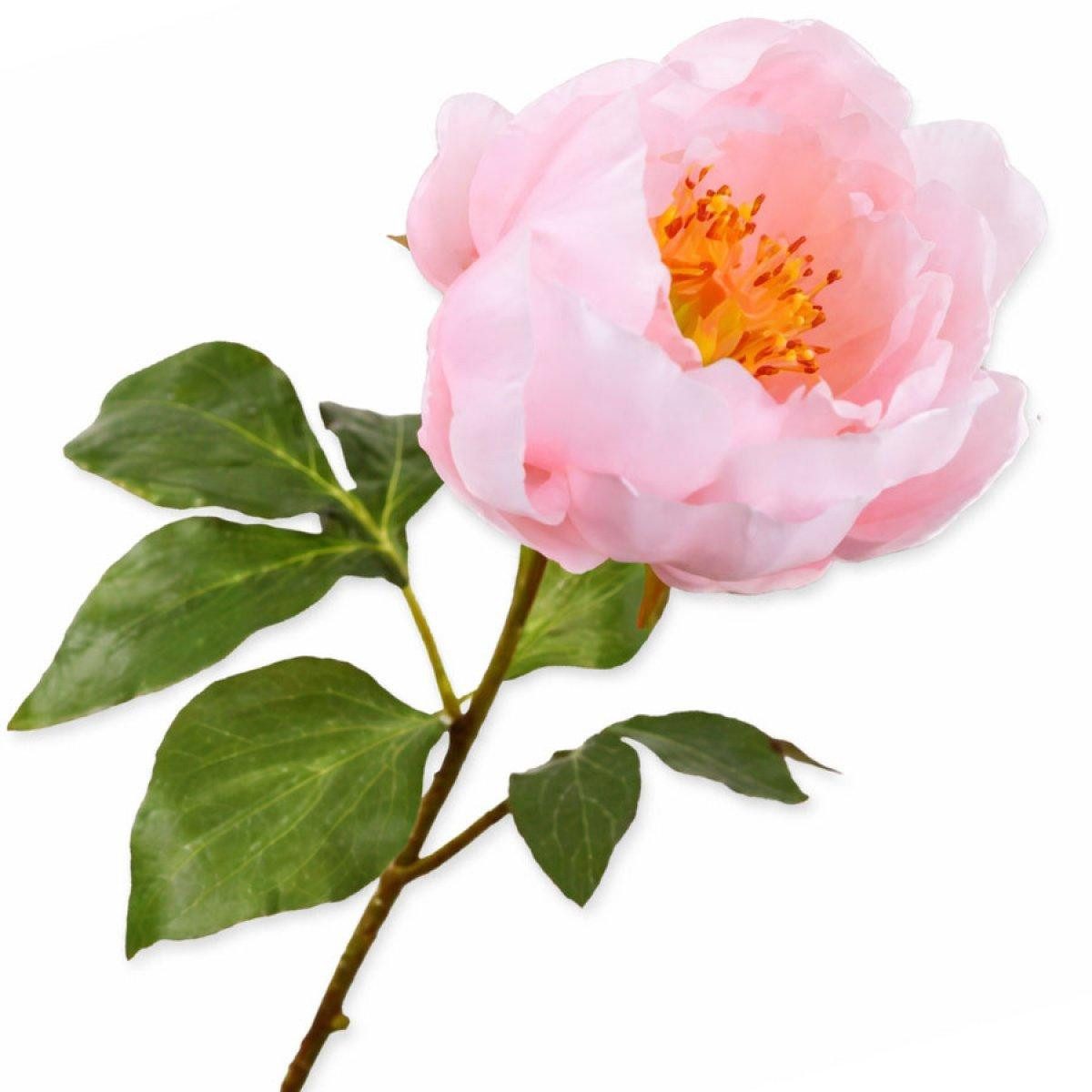 Künstliche Zimmerpflanze Seidenblume Pfingstrose Zweig Rosé (56cm), SILK-KA