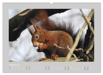 CALVENDO Wandkalender Eichhörnchen - Süße Nussknacker (Premium, hochwertiger DIN A2 Wandkalender 2023, Kunstdruck in Hochglanz)