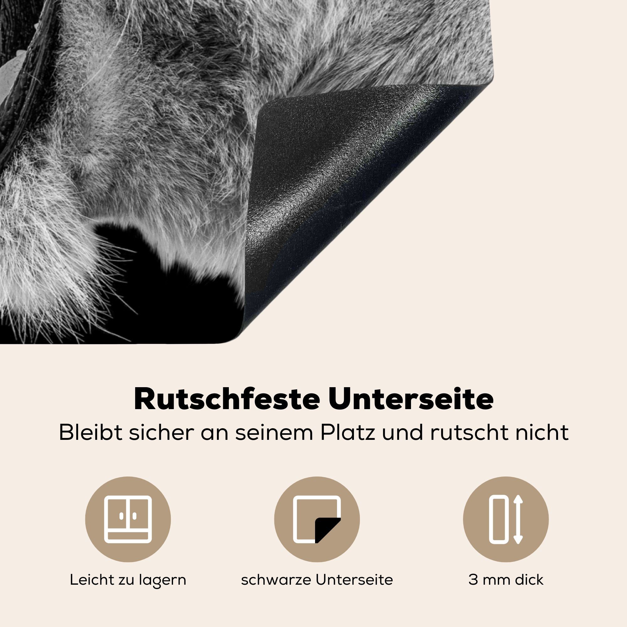 Löwe - für küche, (1 Weiß - 81x52 Herdblende-/Abdeckplatte - Induktionskochfeld Schwarz Ceranfeldabdeckung Schutz Vinyl, cm, tlg), die Porträt, Tiere - MuchoWow