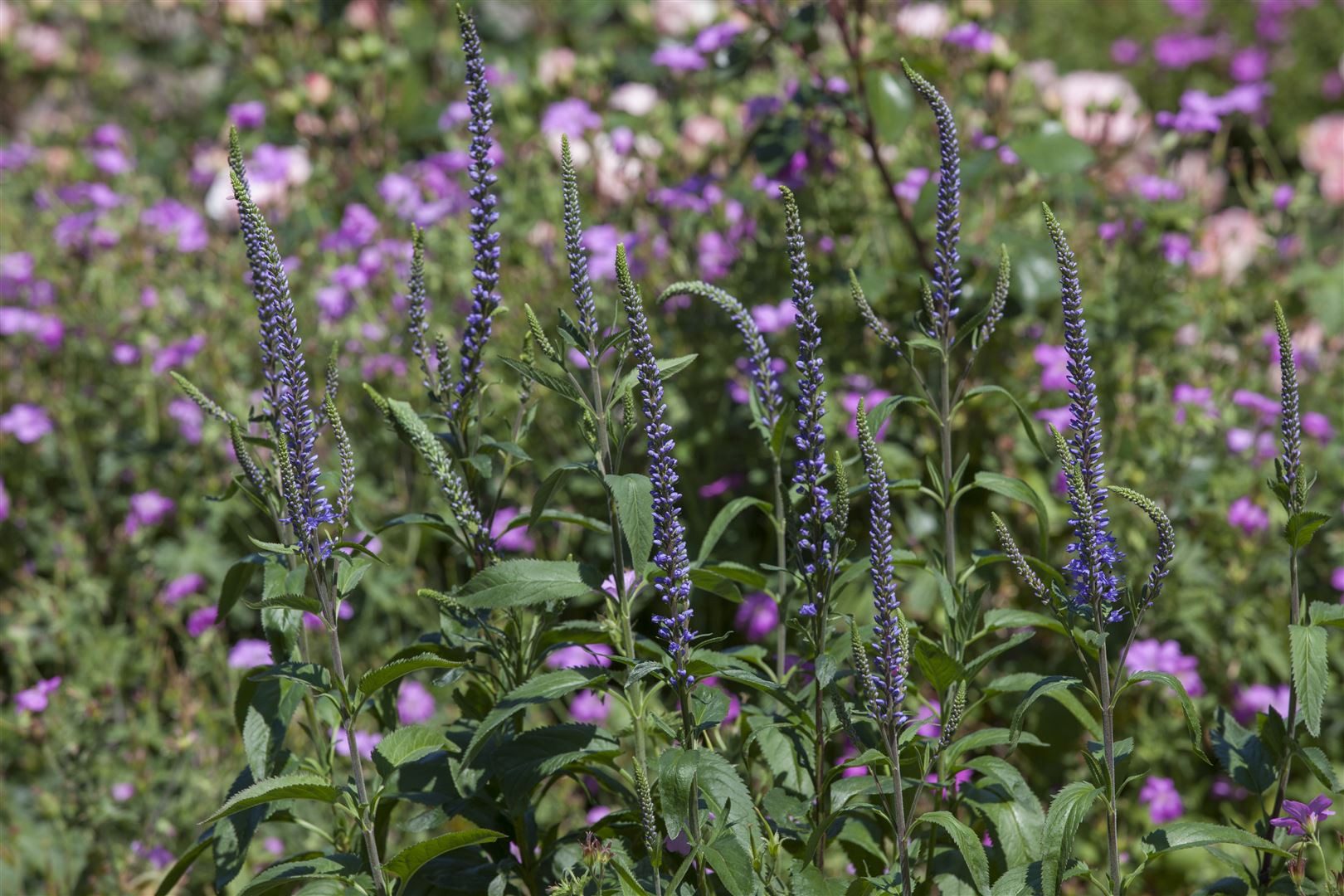 Pflanzen für Dich Staude Veronica spicata, 1 St., Ähriger Ehrenpreis, Langblättriger Ehrenpreis