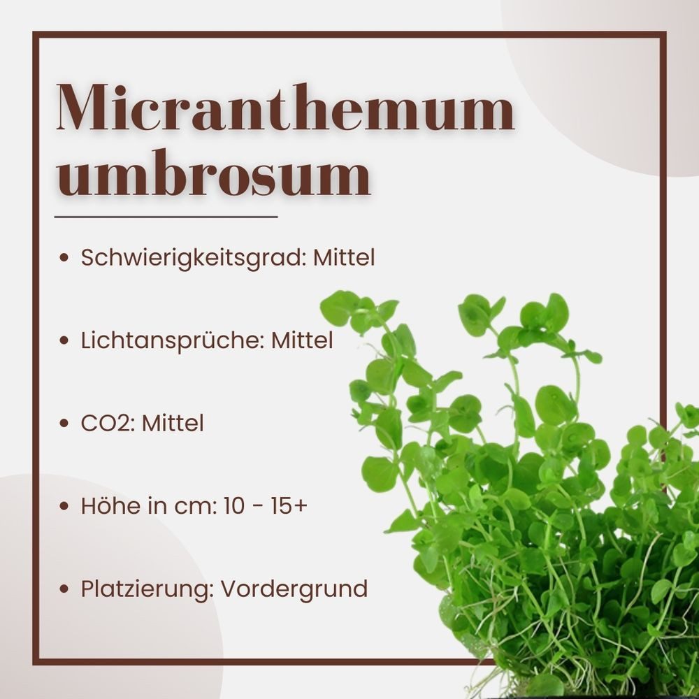 Aquaone Wasserpflanze Aquarium Pflanze Micranthemum umbrosum Nr.348