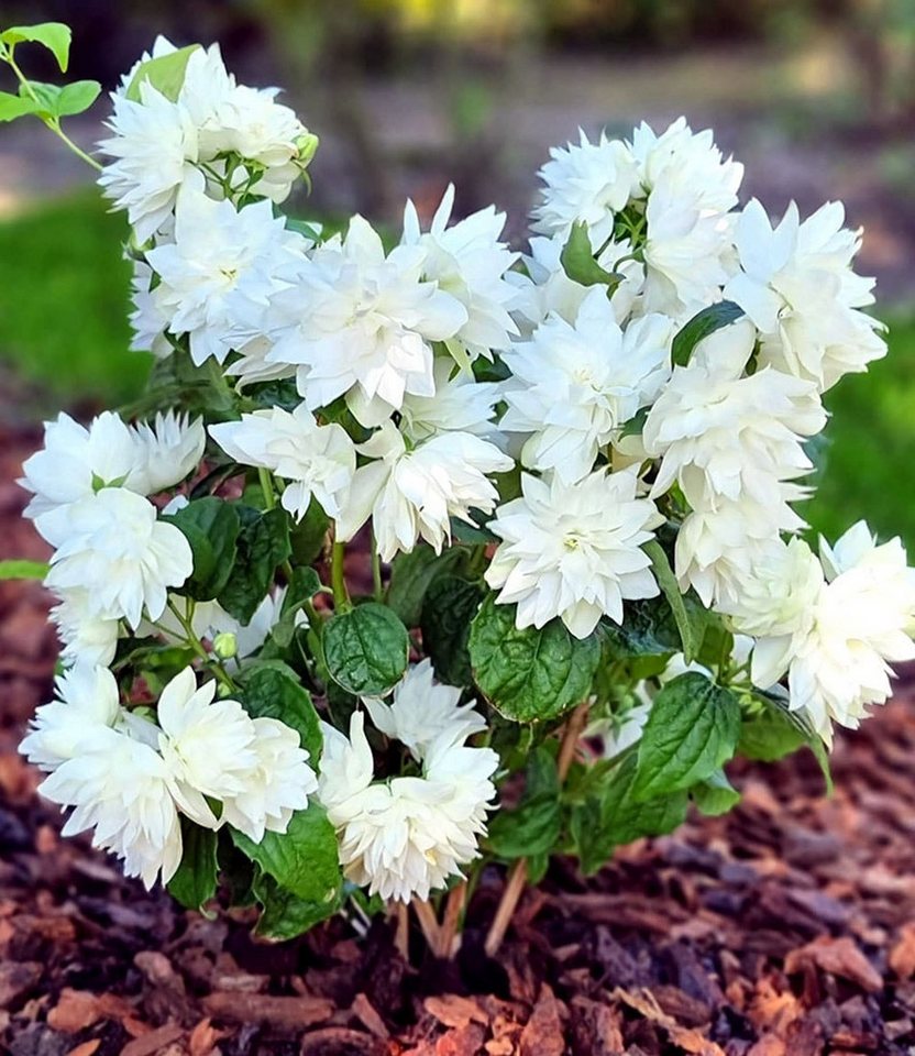 BALDUR Garten Zierstrauch Duftender Gartenjasmin 'Pearls of Perfume®', 2 St., Krankheitstolerant,winterhart,duftend, pflegeleicht