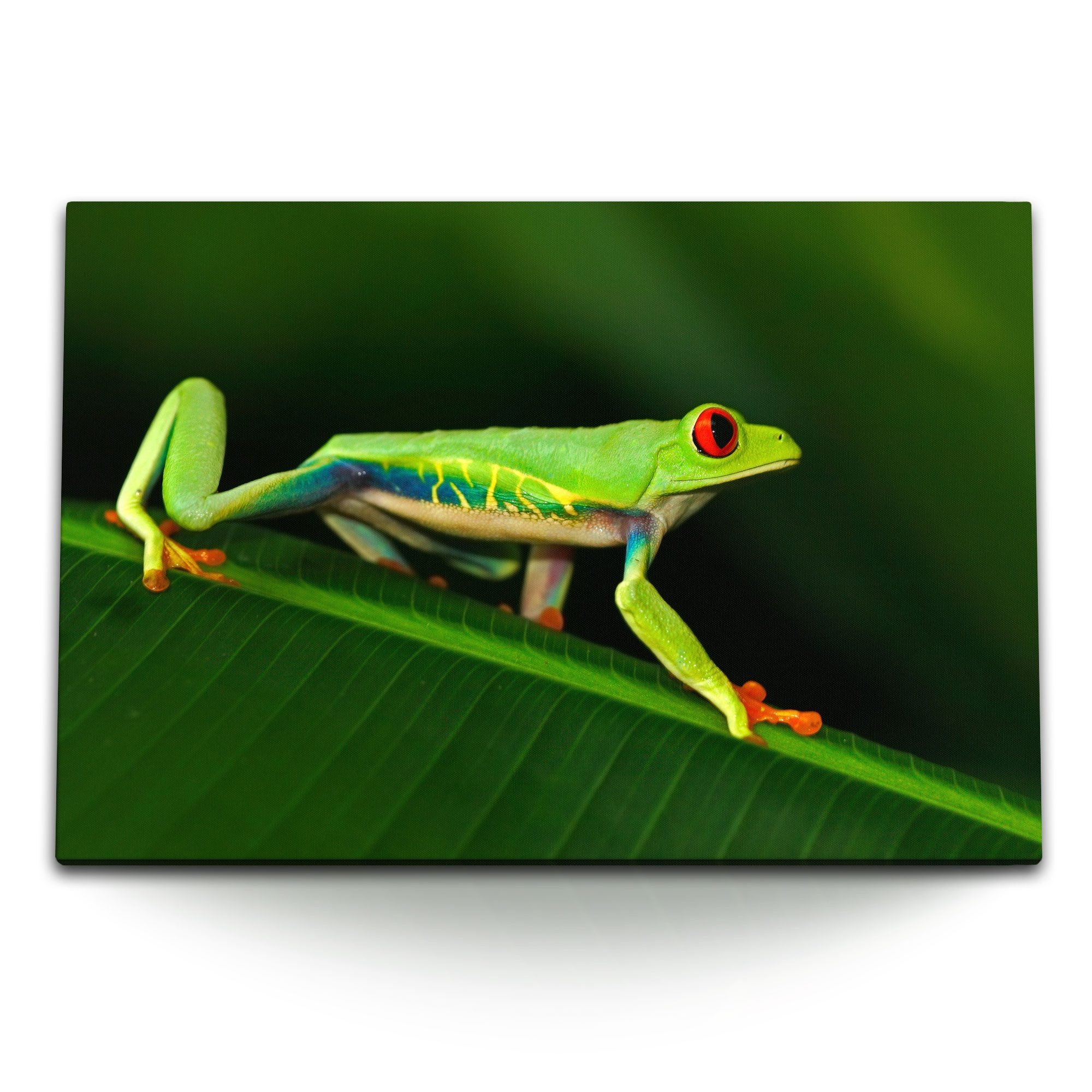 Sinus Art Leinwandbild 120x80cm Wandbild auf Leinwand Frosch Tierfotografie Grün Dschungel Tr, (1 St)