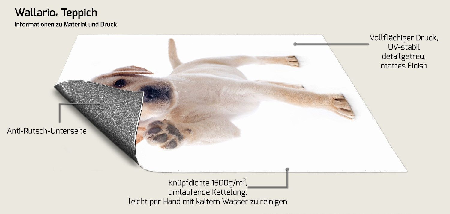 Wallario Teppich Süßer Labrador-Welpe sagt Hallo, rechteckig, rutschfest