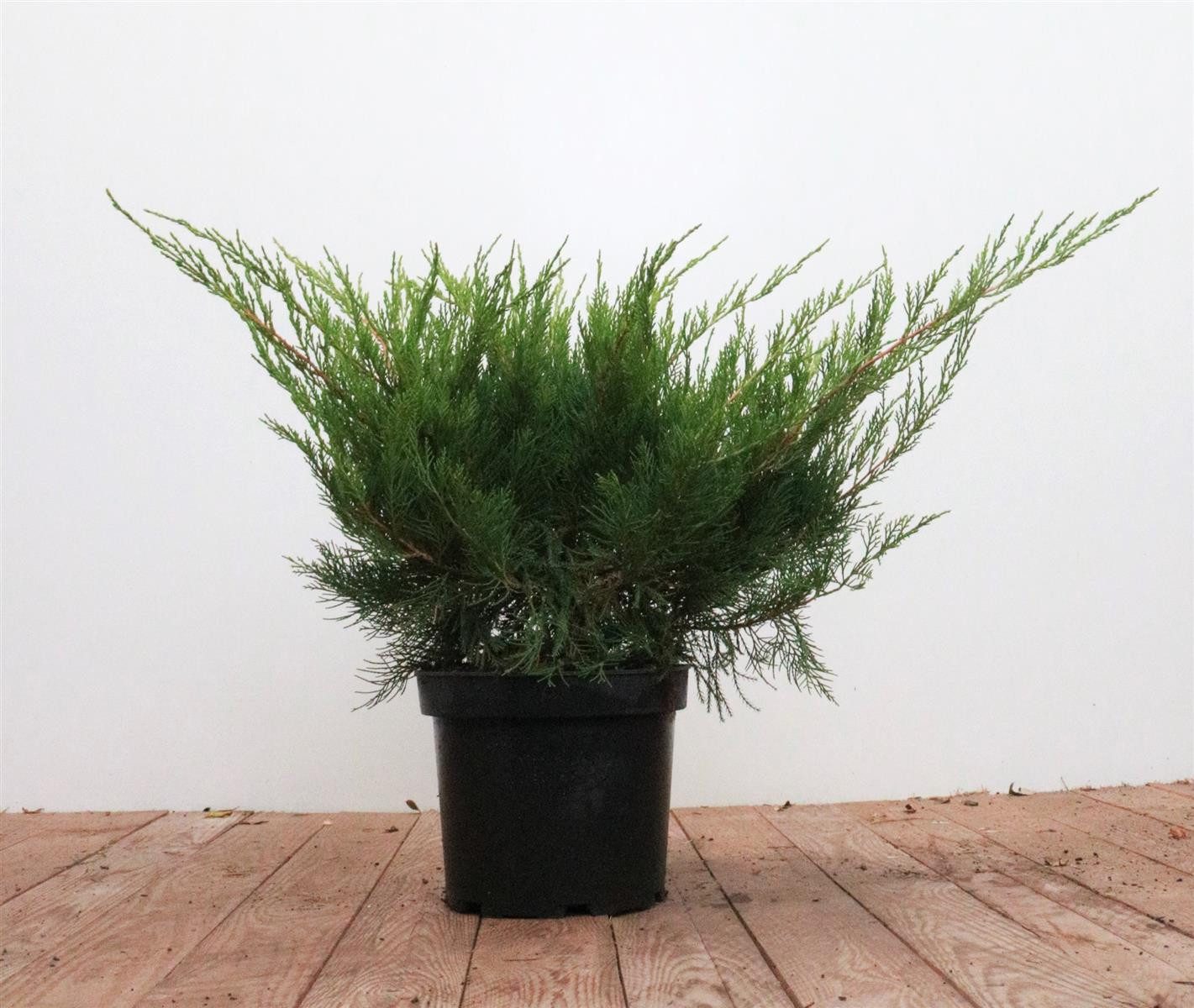 Pflanzen für Dich Konifere Juniperus pfitzeriana Mint Julep, 1 St., Chinesischer Wacholder, Pfitzer-Wacholder, dichtwachsend, minzgrün