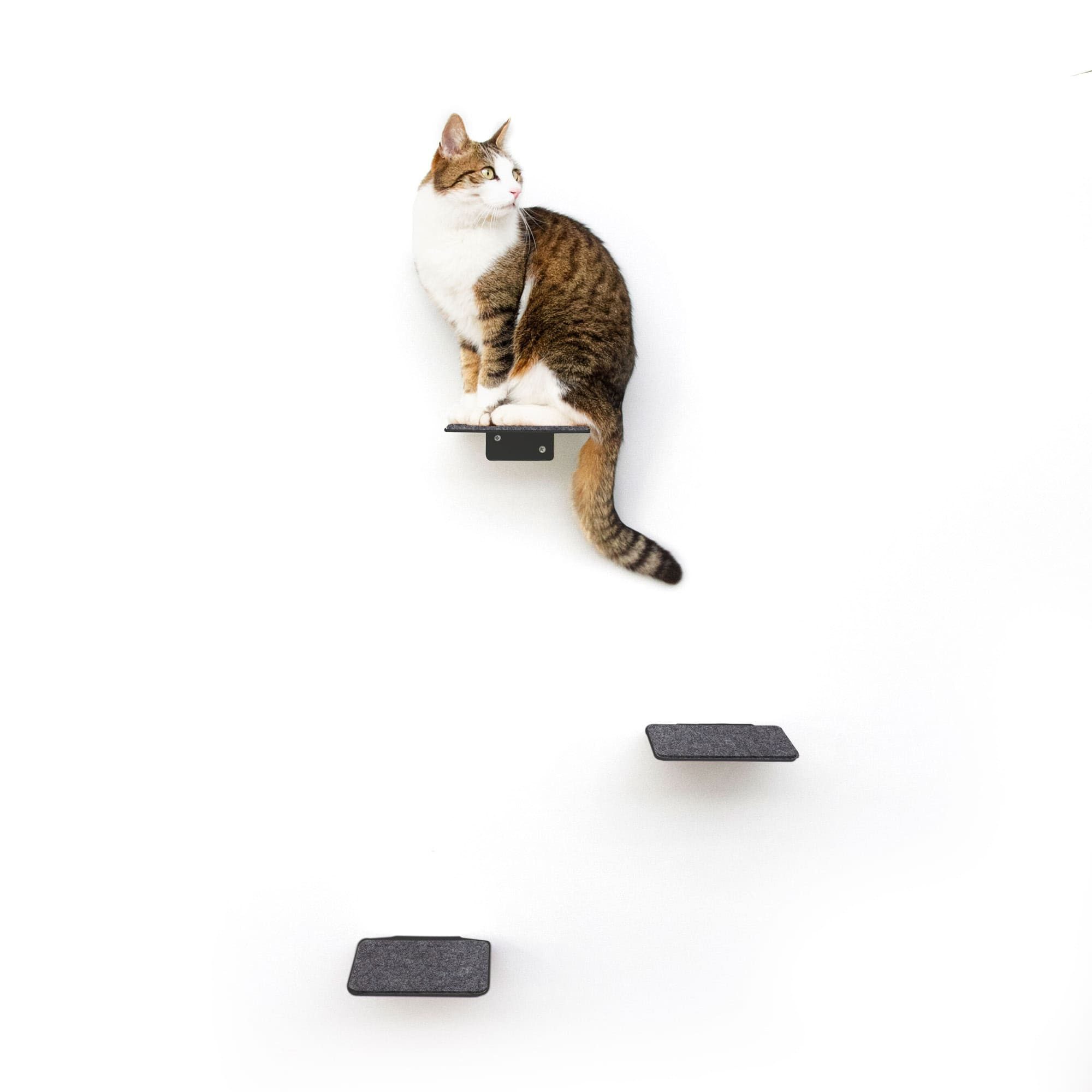 LucyBalu Katzen-Kletterwand Katzentreppe, Katzen Kletterwand, Katzenleiter, Katzenstufen, 3er Set, Pulverbeschichtetes Stahlblech mit Filzauflagen