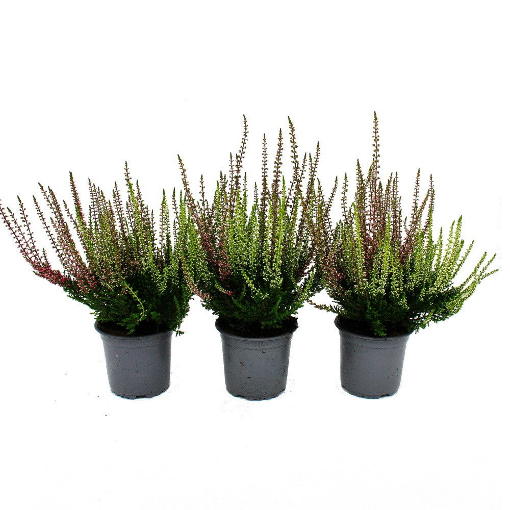 Exotenherz Beetpflanze Mehrfarbige Calluna vulgaris 3er Set Besenheide winterhart 11cm Topf