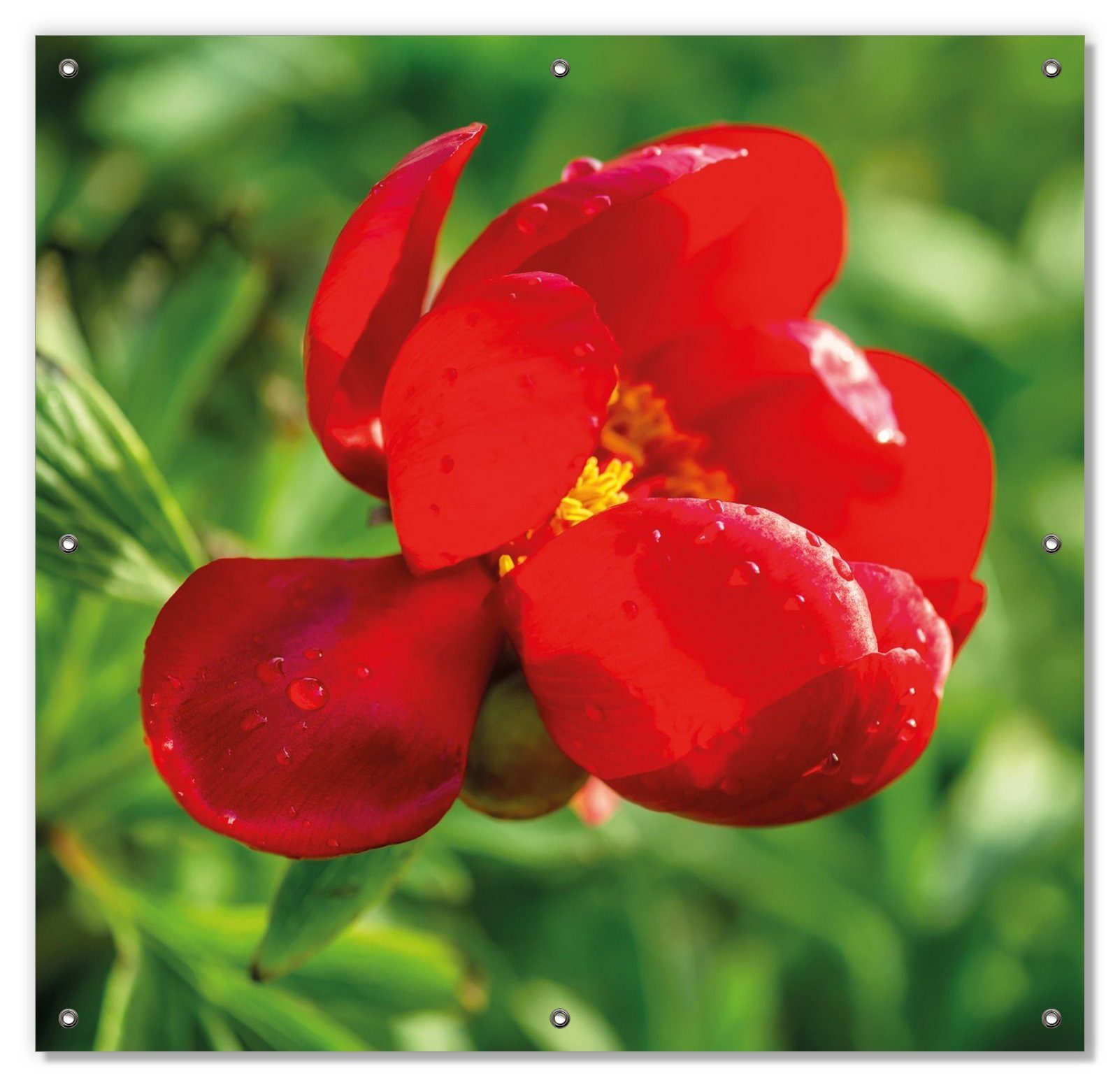Sonnenschutz Wilde rote Pfingstrose in Nahaufnahme, Wallario, blickdicht, mit Saugnäpfen, wiederablösbar und wiederverwendbar | Fensterfolien
