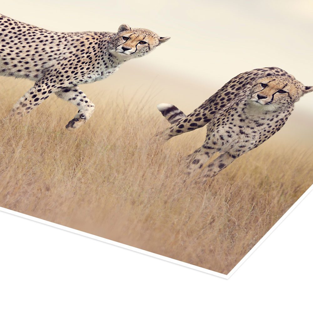 Posterlounge Wandbild Geparden auf der Jagd, Editors Choice, erhältlich als Poster, Leinwandbild, Wandsticker oder Acrylglasbild