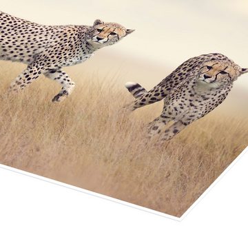 Posterlounge Poster Editors Choice, Geparden auf der Jagd, Fotografie