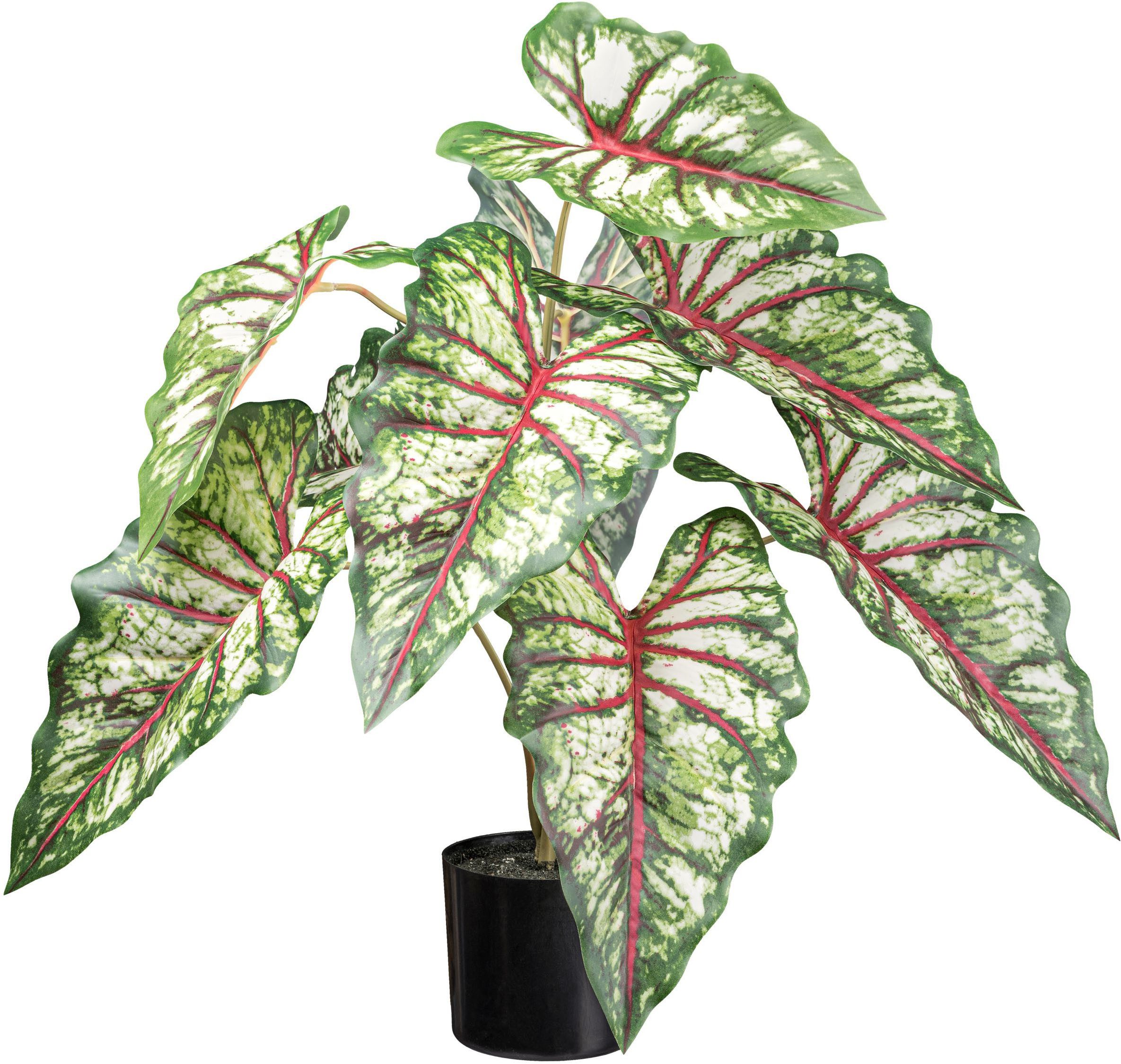 Künstliche Zimmerpflanze Syngonium Grünpflanze, Creativ green, Höhe 66 cm, günstig online kaufen