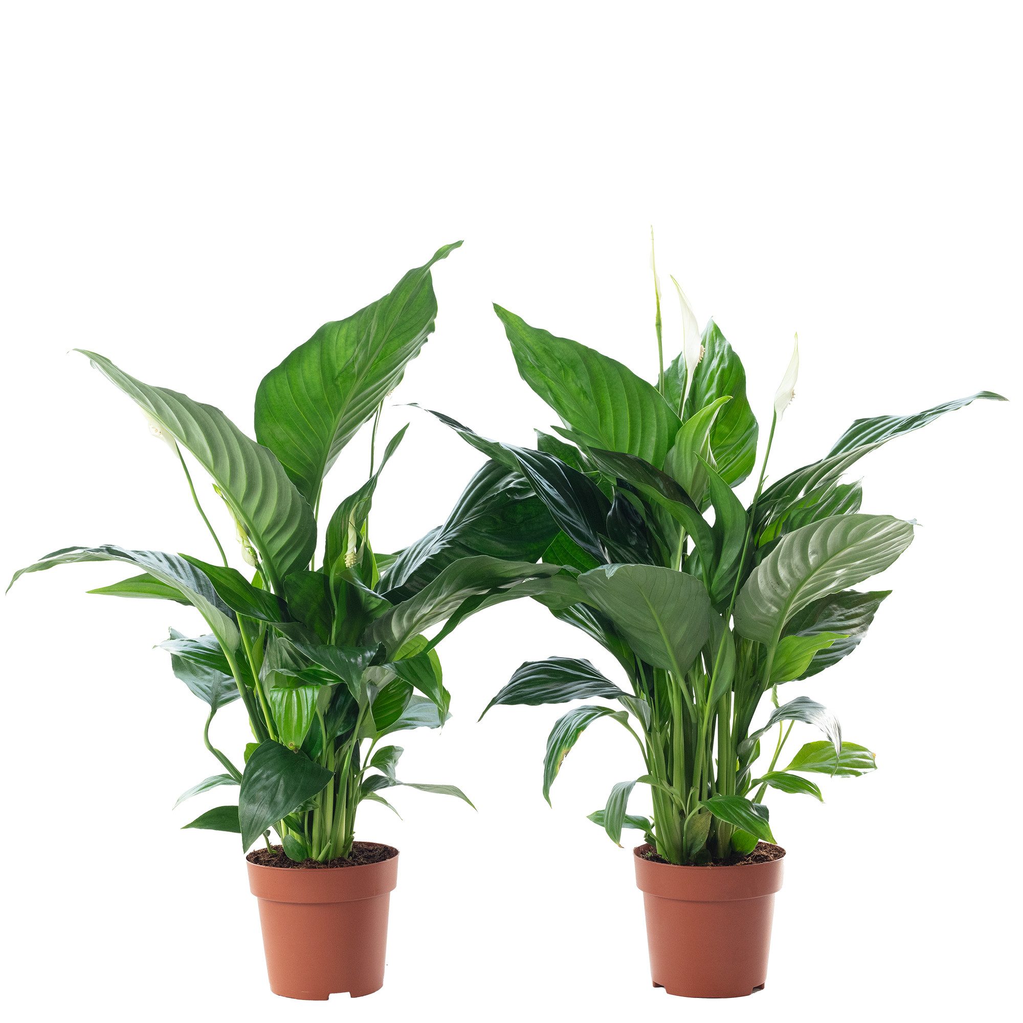 Flowerbox Zimmerpflanze Einblatt 3-5 Blüten/Knospen - Spathiphyllum, 2er-Set, pflegeleicht - Höhe ca. 50 cm, Topf-Ø 13 cm