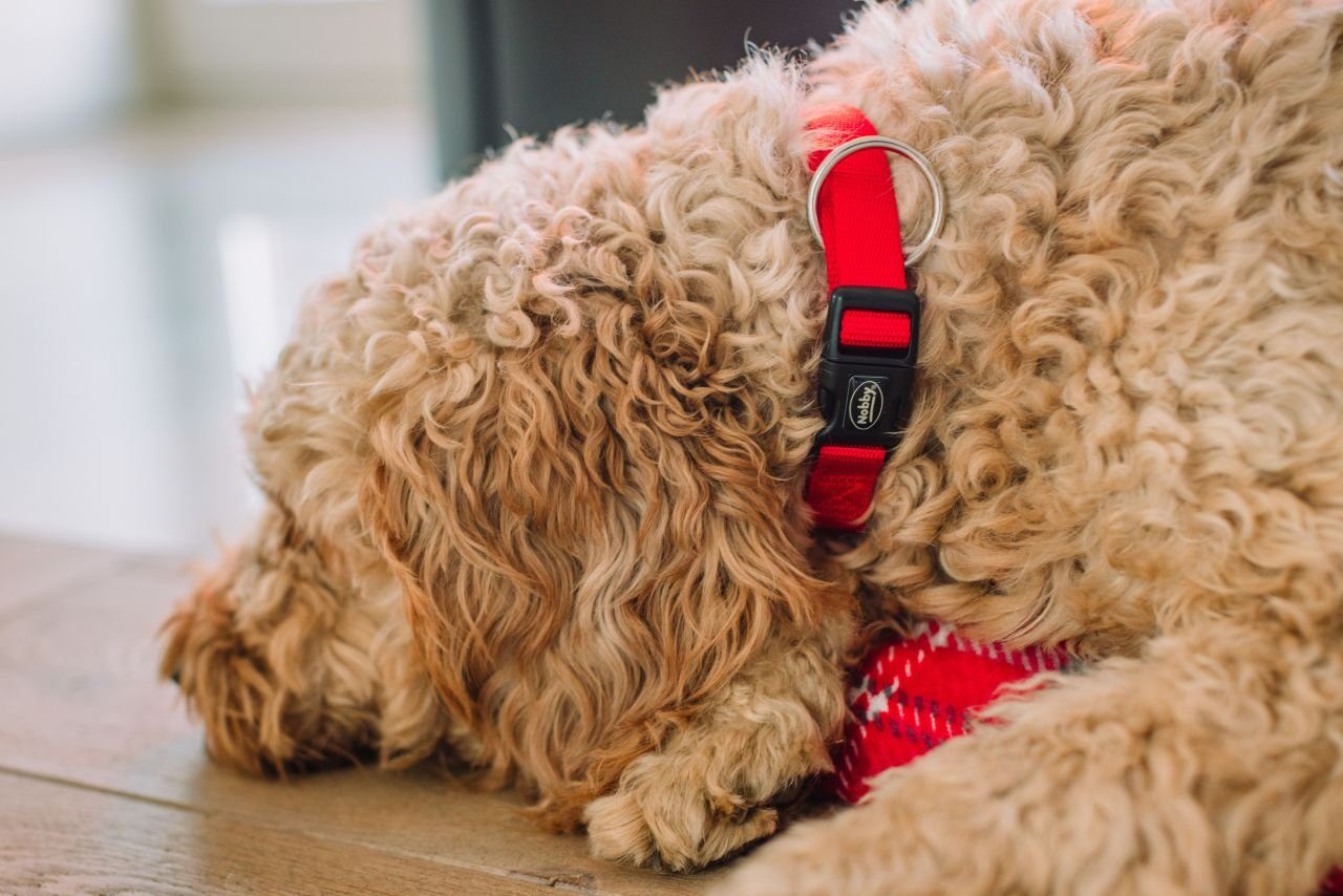 Thumbnail - Nobby Hundehalsbandleuchte Nobby Halsband Classic rot