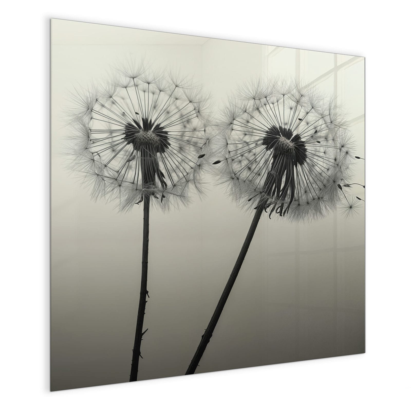 Primedeco Magnettafel Glas Pusteblume Schwarz Pinnwand günstig online kaufen