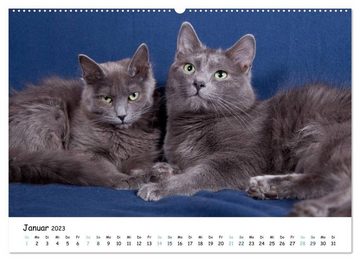 CALVENDO Wandkalender Nebelung Katzen (Premium, hochwertiger DIN A2 Wandkalender 2023, Kunstdruck in Hochglanz)